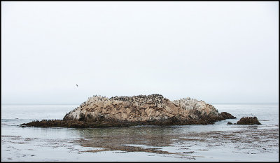 Bird Rock