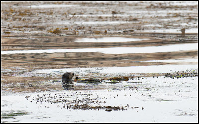 Sea Otter I