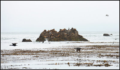 Seals and Birds