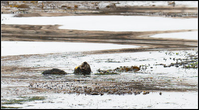 Sea Otter II