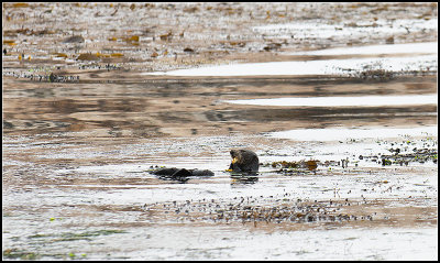 Sea Otter III