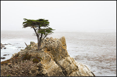 Lone Cypress I