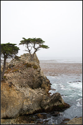 Lone Cypress III