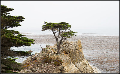 Lone Cypress IV