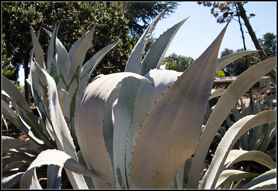 Agave I