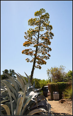 Agave II