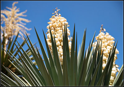 Yucca