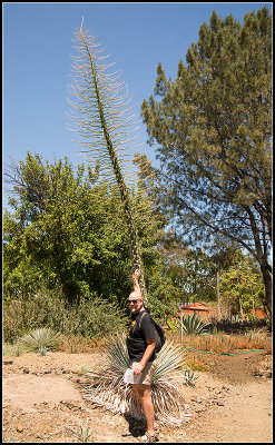 Den and an Agave