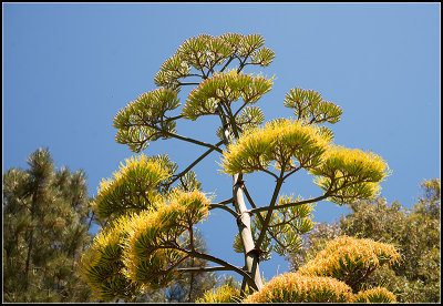 Agave Blooms