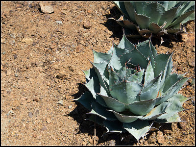 Little Agave