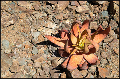 Aloe