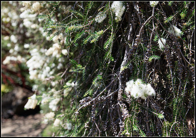 Stout Paperbark