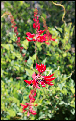 Red Flowers