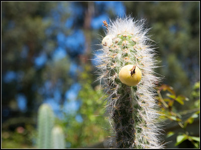 Hairy Cactus