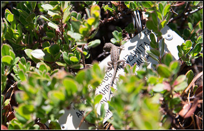 Lizard I