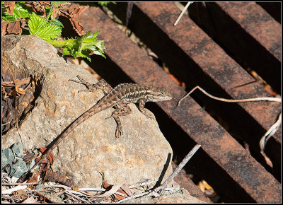 Lizard II