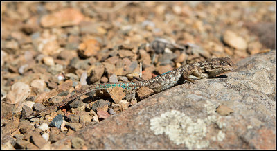 Lizard III