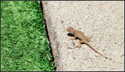 Golfing Lizard