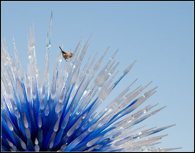 Bird on the Star I