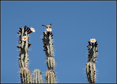 Cactus Wren
