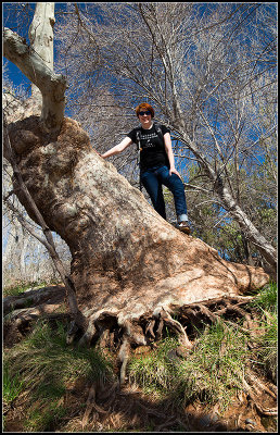 On a Tree