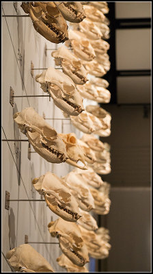 Sea Lion Skulls and an Imposter