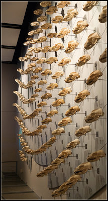 Wall of Sea Lion Skulls II
