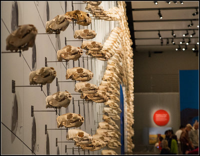 Wall of Sea Lion Skulls I