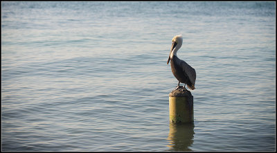 Pelican II