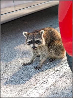 Raccoon that Tried to Kill Us II