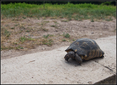 Agora Turtle