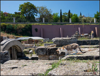 Cat in the Ruins