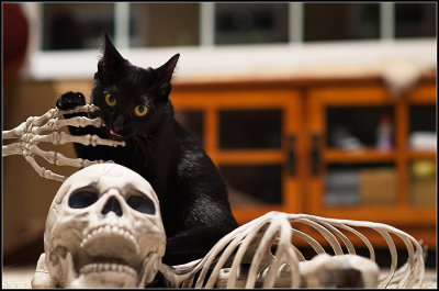 Midna and Bones I