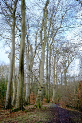 Carr Wood.jpg