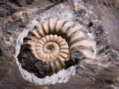 Ammonite.jpg