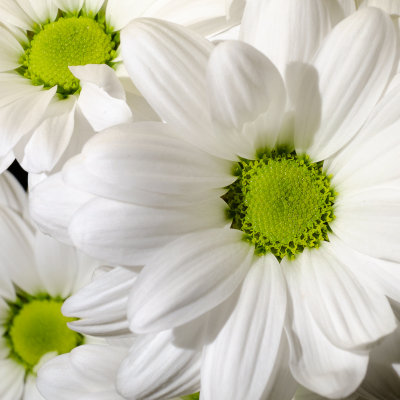 Chrysanthemum maximum (Shasta Daisy).jpg