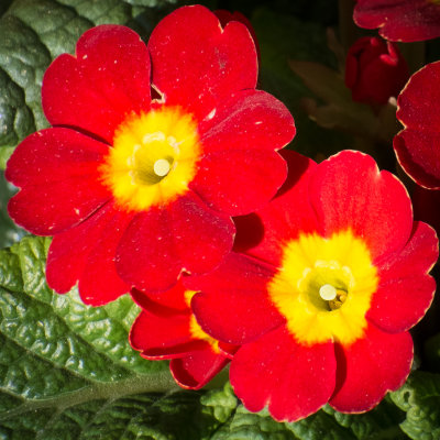 Primulas.jpg