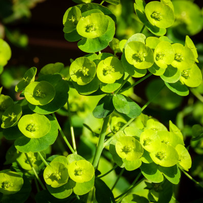 Euphorbia myrsinites flowers.jpg