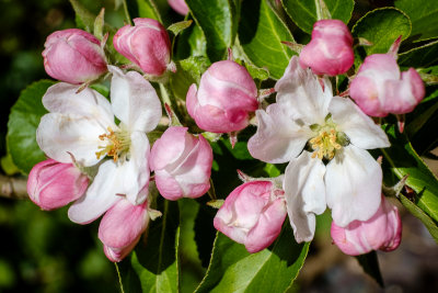Apple blossom.jpg