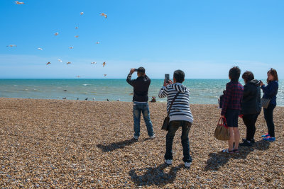 Photographing the gulls, Brighton.jpg