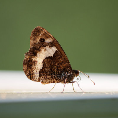 Papillon du matin