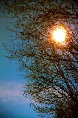 The Sun in the tree