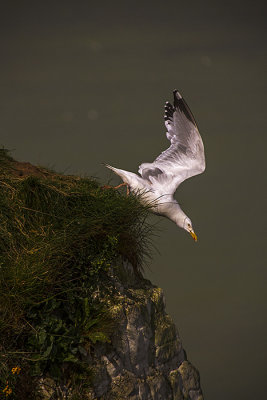 Base Jump Seagull