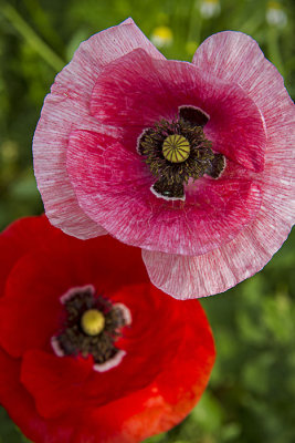 Coquelicot rose