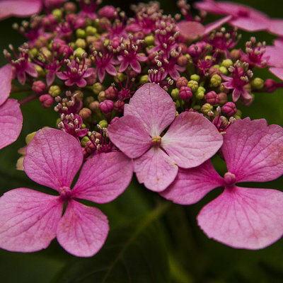 Rose et vert
