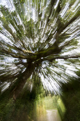 Zooming dans les bois