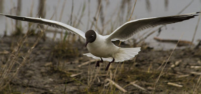 Mouette de passage