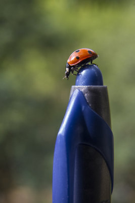 Coccinelle au sommet