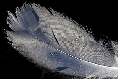 La Plume Blanche
