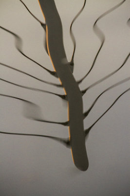 Anguilis Ramilae
